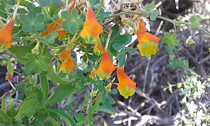 tropaeolum tricolor